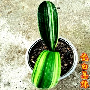 包邮长春精品立板油匠彩色君子兰小苗室内吸甲醛防辐射绿植物鲜花