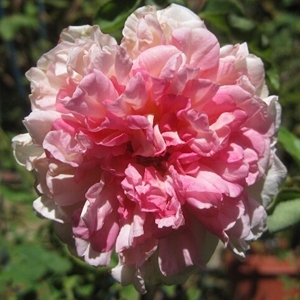 赛昭君(sai zhao jun, beauty zhao jun)中国古老月季