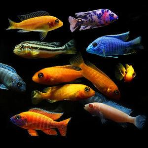 三湖慈鲷鱼马雕鱼活体非洲王子杂鲷热带鱼小型淡水蓝阿里鱼观赏鱼