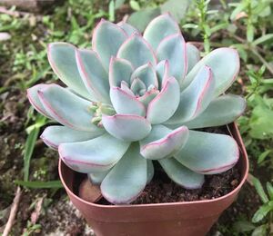 雨燕座缀化 多肉植物 阳窗办公室防辐射净化空气多头老桩满包绿植