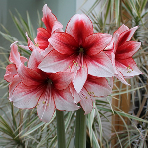 【12月发】荷兰进口洋朱顶红种球 诱惑temptation 很好看