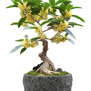 桂花盆景日香桂