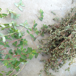 野生地锦草干血见愁全草铺地红奶汁锦红莲草奶花草斑鸠窝食用产品
