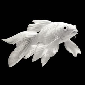 台湾贵妃蝴蝶龙鲤鱼