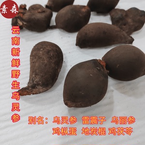 云南新鲜野生乌灵参 雷震子 乌丽参 鸡枞蛋 地炭棍鸡茯苓新鲜直发