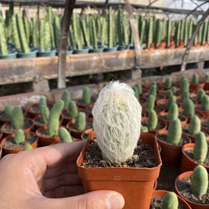 实生老乐柱仙人球趣味软毛多肉植物白毛创意会开花仙人柱防辐射