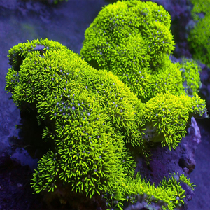 海水观赏鱼活体珊瑚 海缸观赏珊瑚生物  荧光绿草皮 草皮珊瑚