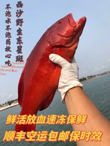 海南西沙深海纯天然海捕红东星斑鱼新鲜活速冻红星石斑鱼红斑鱼