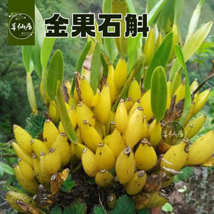 金果石斛