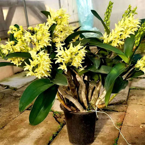 澳洲石斛 大明黄鹤 白大明 贵洋兰 绿植室内石斛盆栽观赏  附生兰