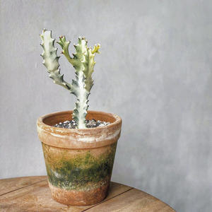 白龙骨 大戟科多肉植物 白色的龙骨锦