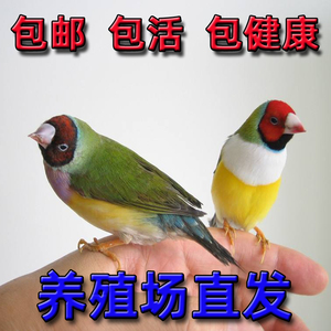 活体鸟手养鸟宠物鸟七彩文鸟十姐妹鸟珍珠鸟绿背 金背 蓝背