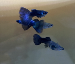 蓝礼服孔雀鱼纯种