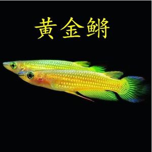 热带鱼观赏鱼小型活体黄金鳉鱼好养活的鱼淡水宠物鱼小型鱼
