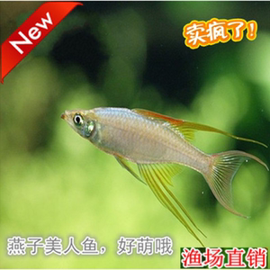 燕子美人美人鱼灯科鱼燕子鱼热带观赏鱼草缸混养小型鱼活体包活