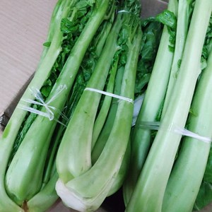 四川蔬菜新鲜青菜苔芥菜宜宾青菜杆儿菜娃娃菜抱儿菜牛皮菜5斤