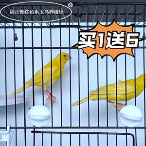 活体玉鸟金丝雀芙蓉鸟山东黄玉鸟笼养鸣唱鸟小鸟辣椒红玉鸟扬州黄