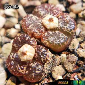 鱼子酱勋章 mg1443.252 肉锥花种子 番杏科 多肉植物 磐石园艺