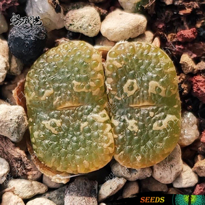 鱼子酱勋章 mg1443.252 肉锥花种子 番杏科 多肉植物 磐石园艺