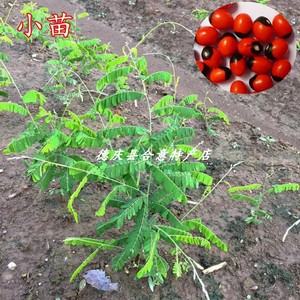 种苗种子鸡骨草苗相思子树苗大黄草鸡母珠中药材苗绿植3棵包邮