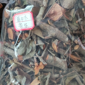 野生黄牛木寄生茶黄芽木寄生狗牙木雀笼木寄生500克包邮可采鲜品