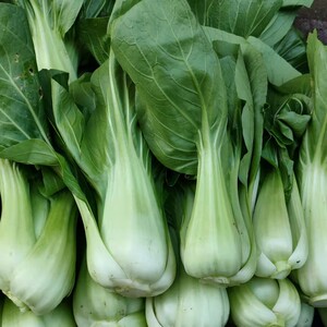 上海青小青菜新鲜蔬菜霜冻湖南农家食用菜叶苔青菜精品拼5斤包邮