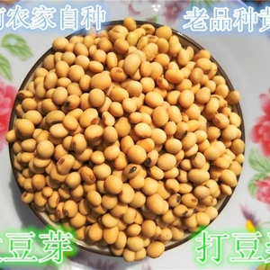 湖南农家老品种黄豆非转基因笨干毛豆大豆可发豆芽打豆浆5斤包邮