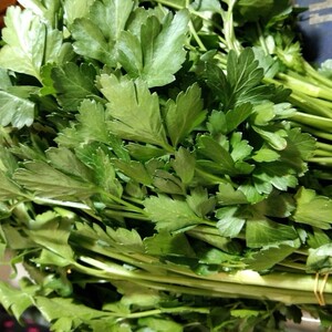 新鲜欧芹意大利香菜italian parsley当天采摘 北京发货