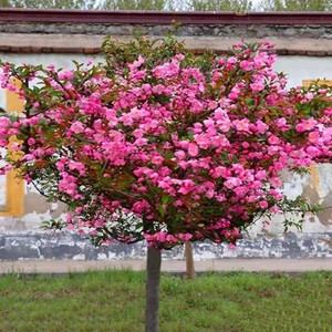 海棠树苗南北方庭院种植西府垂丝北美海棠花树苗地栽四季花卉植物