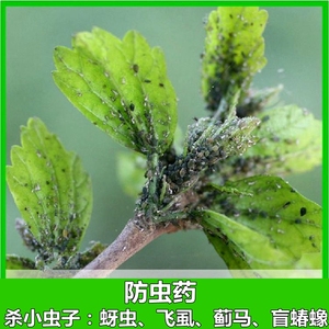 小黑飞护花神_治小黑飞绝招_小黑飞防治