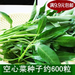 9元包邮 阳台盆栽蔬菜种 泰国柳叶空心菜种子 特耐热雍菜种图片