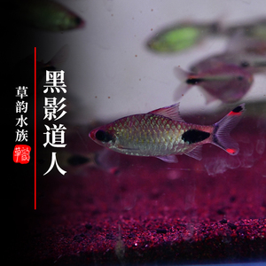 【草韵水族】南美进口观赏鱼巴西灯鱼黑影道人草缸热带鱼群游灯鱼