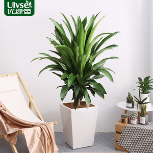 直板也门铁盆栽客厅室内办公室大型植物耐阴吸甲醛净化空气绿植
