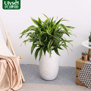 巴西美人大盆栽客厅室内绿植物净化空气巴西木四季常青金边龙血树