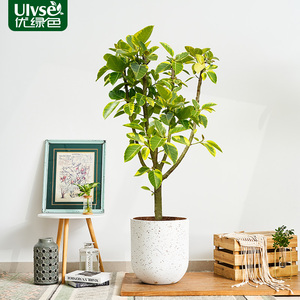 花叶榕盆栽室外阳台喜阳植物黄金榕北欧简约风网红绿植富贵流金榕