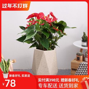 红掌鲜花