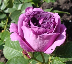 小博士月季 比利时密涅瓦 紫色大花地栽盆栽庭院阳台灌木包活包对