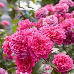 月季花艾弗的玫瑰灌木盆栽地栽花卉集群开放春季小苗每年4月发货