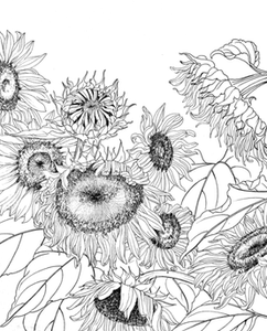 工笔画底稿装饰工笔花鸟葵花向日葵小鸟白描4#斗方打印稿