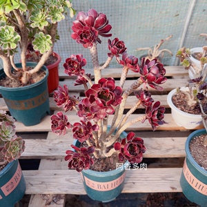 玫瑰法师老桩一物一拍红酒玫瑰法师控养多年全店满68包邮