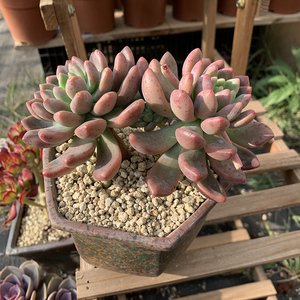 香格里拉多头整桩老桩多肉植物双头好养室内阳台绿植盆栽云南发货