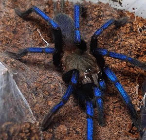 婆罗洲蓝宝石蜘蛛宠物高端s属蓝色蜘蛛