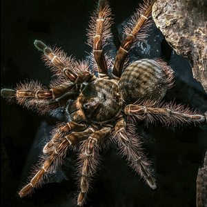 亚马逊巨型食鸟蜘蛛图片
