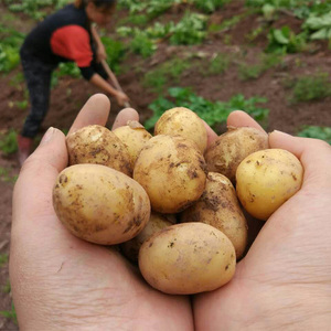 湖北长阳土豆