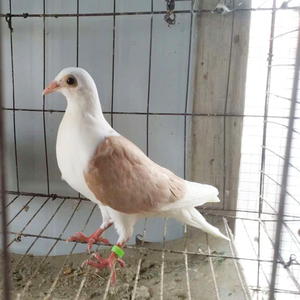 丽分商贸行淘宝蝴蝶花蝴蝶背信鸽带环观赏鸽子活一对一公一母包邮