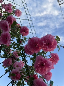 耐寒藤本月季粉蝶东北地区可无防护过冬盆栽地栽花卉蔷薇花玫瑰花