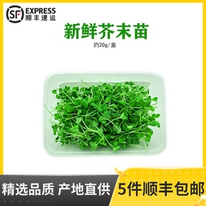新鲜芥末苗 西餐摆盘苗芽菜西餐沙拉菜摆盘食用菜苗装饰点缀花苗
