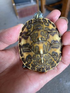 精品火焰龟,大宽纹,大翅膀火焰龟,宠物龟,爱吃青菜的小乌龟