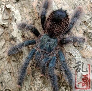 金属粉趾3-6厘米温顺稀有粉趾宠物蜘蛛活体像油彩一样温顺