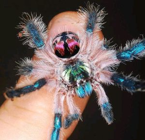 巴西彩树捕鸟蛛足展1厘米左右神物级别温顺宠物蜘蛛活体